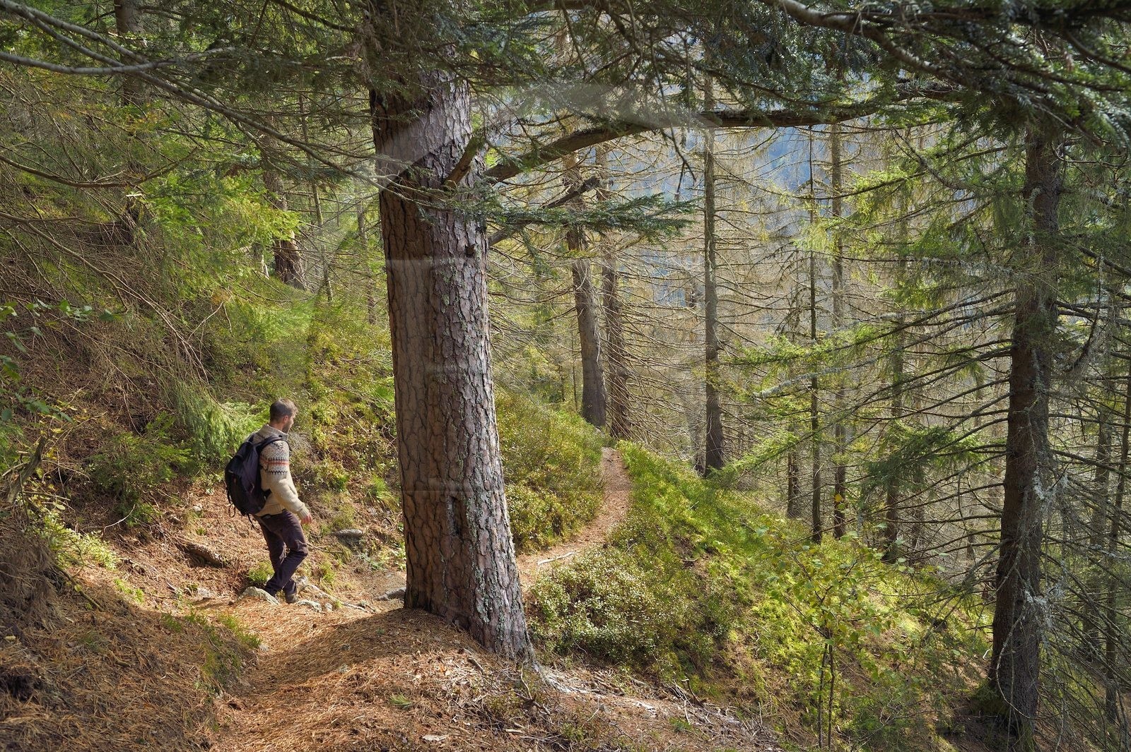 France, Vosges (88), Le Valtin, randonnée dans la vallée du Valtin dans la haute-vallée de la Meurthe, traversée d'une foret de sapin blancs sur le circuit des Roches