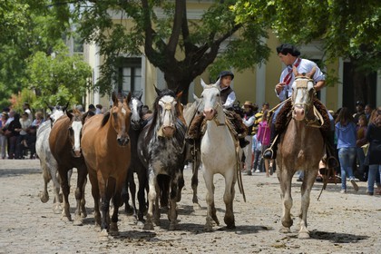 Argentine, province de Buenos Aires, San Antonio de Areco, fête du Jour de la Tradition (Dia de la Tradicion), gauchos père et fils présentant leur troupeau de chevaux