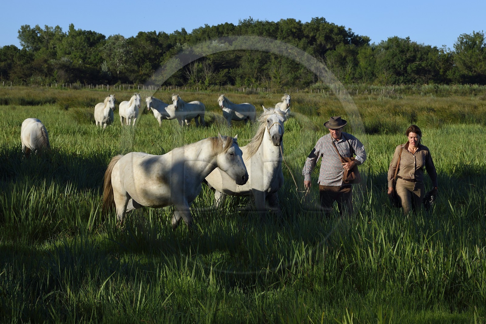 France, Bouches-du-Rhône (13), Parc naturel régional de Camargue, Mas du Menage, manade Saint Antoine (Cauzel), recupération des chevaux camarguais dans leurs paturages