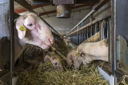 France, Aveyron (12), parc naturel régional des Grands-Causses, Versols-et-Lapeyre, ferme d'Hermilix, brebis Lacaune dont le lait sert pour l'élaboration du roquefort AOP, un bélier à gauche