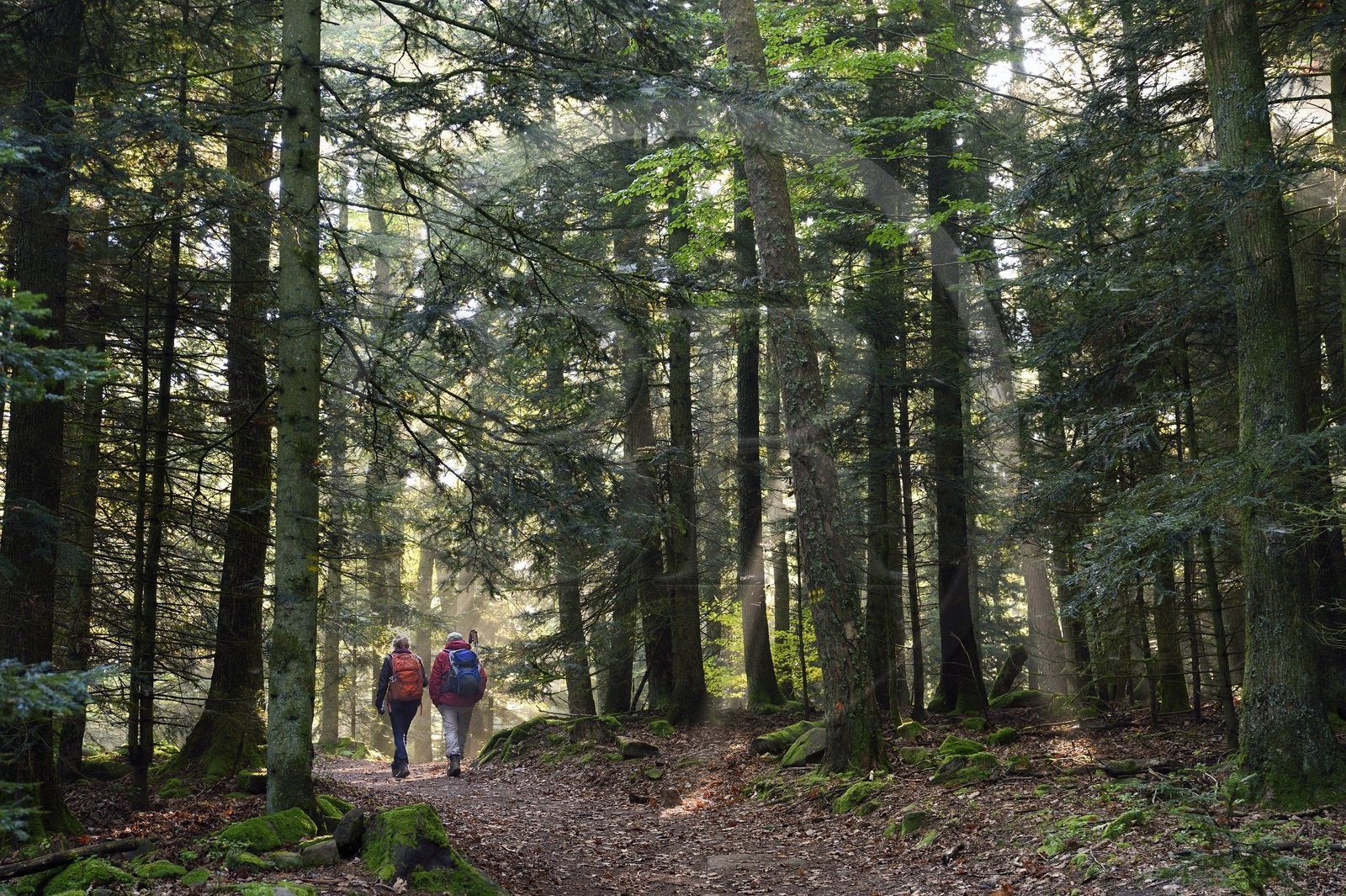 France, Bas Rhin, Mont Saint Odile, hiking the chemins des Chateaux-forts d'Alsace (paths of the castles of Alsace) towards Landsberg castle
