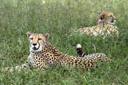Namibia, Otjiwarongo, Cheetah Conservation Fund, research and education centre, cheetahs (Acinonyx jubatus)