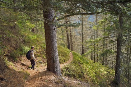France, Vosges (88), Le Valtin, randonnée dans la vallée du Valtin dans la haute-vallée de la Meurthe, traversée d'une foret de sapin blancs sur le circuit des Roches