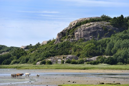 Sweden, Västra Götaland, cows on the edge of a fjord at Bovallstrand on the West Coast