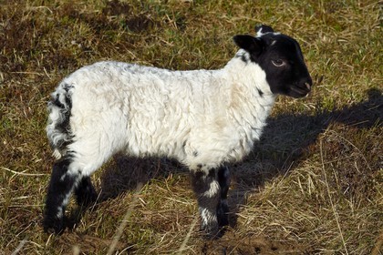 United Kingdom, Scotland, Highland, Inner Hebrides, Isle of Mull, Scottish Blackface sheep lamb
