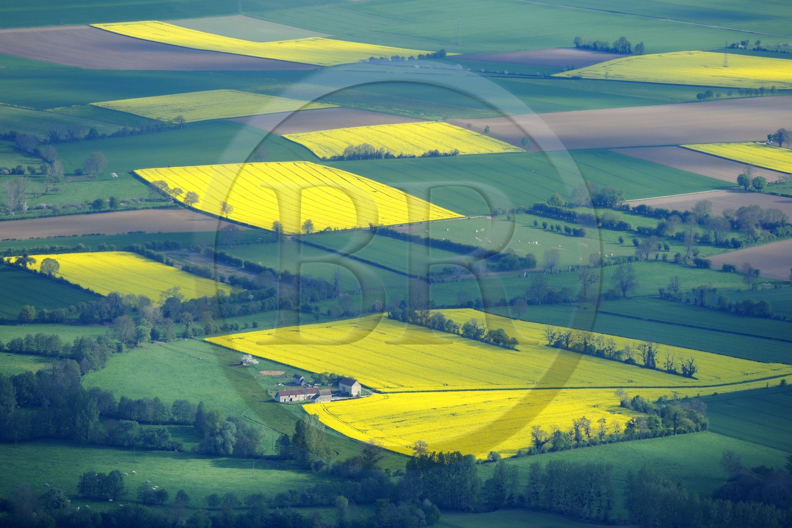 France, Eure (27), champ de colza en fleurs (vue aérienne)