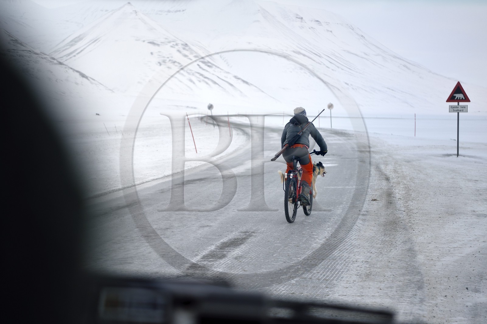 Norvège, Svalbard, Spitzberg, vallée de Adventdalen vers Longyearbyen, promenade du chien à bicyclette avec un fusil pour se prémunir du danger éventuel de la présence d'ours blanc