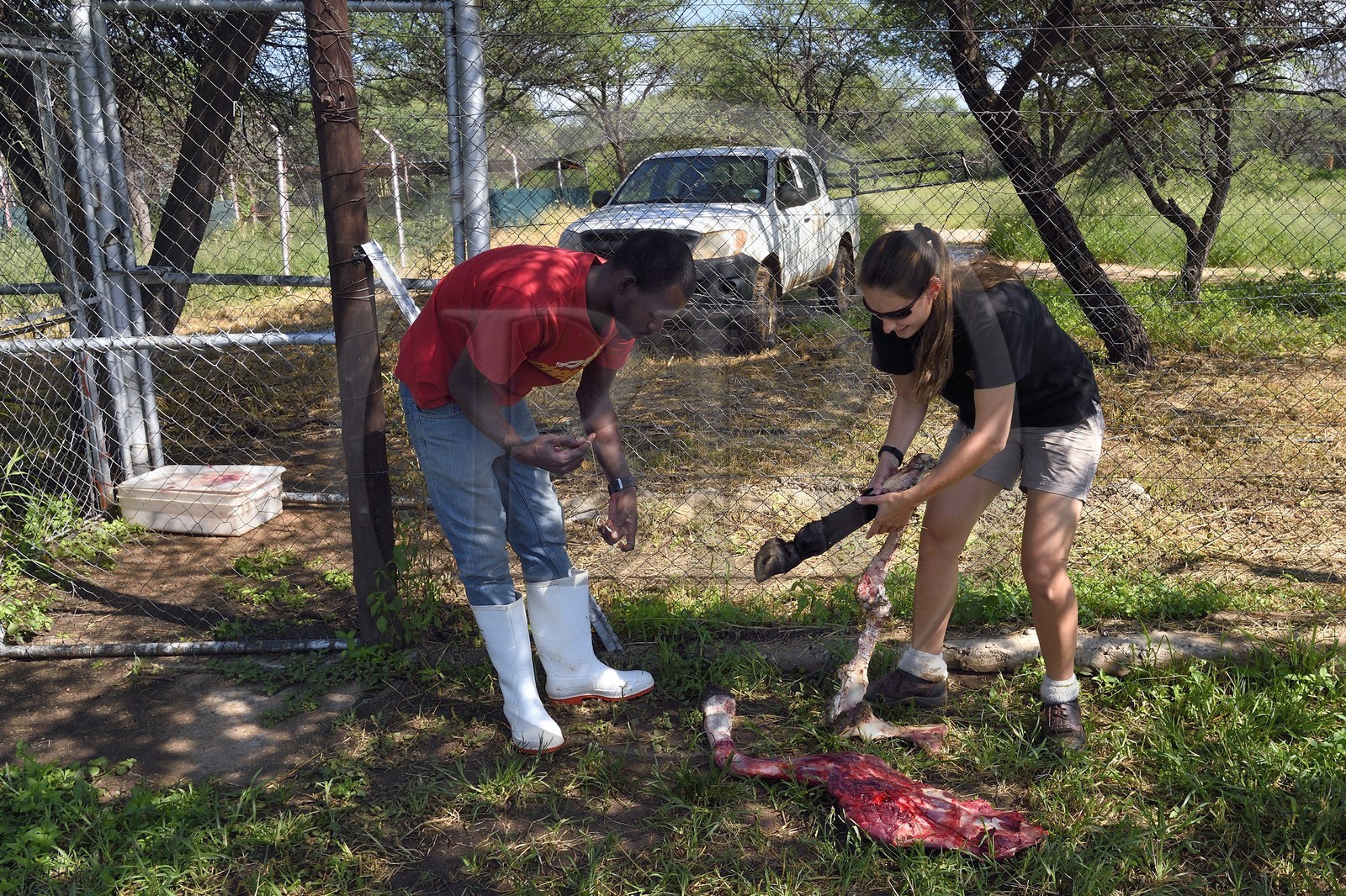 Namibie, Otjiwarongo, Cheetah Conservation Fund, centre de recherche et d'éducation, cuisse d'âne destinée à nourrir les guépards