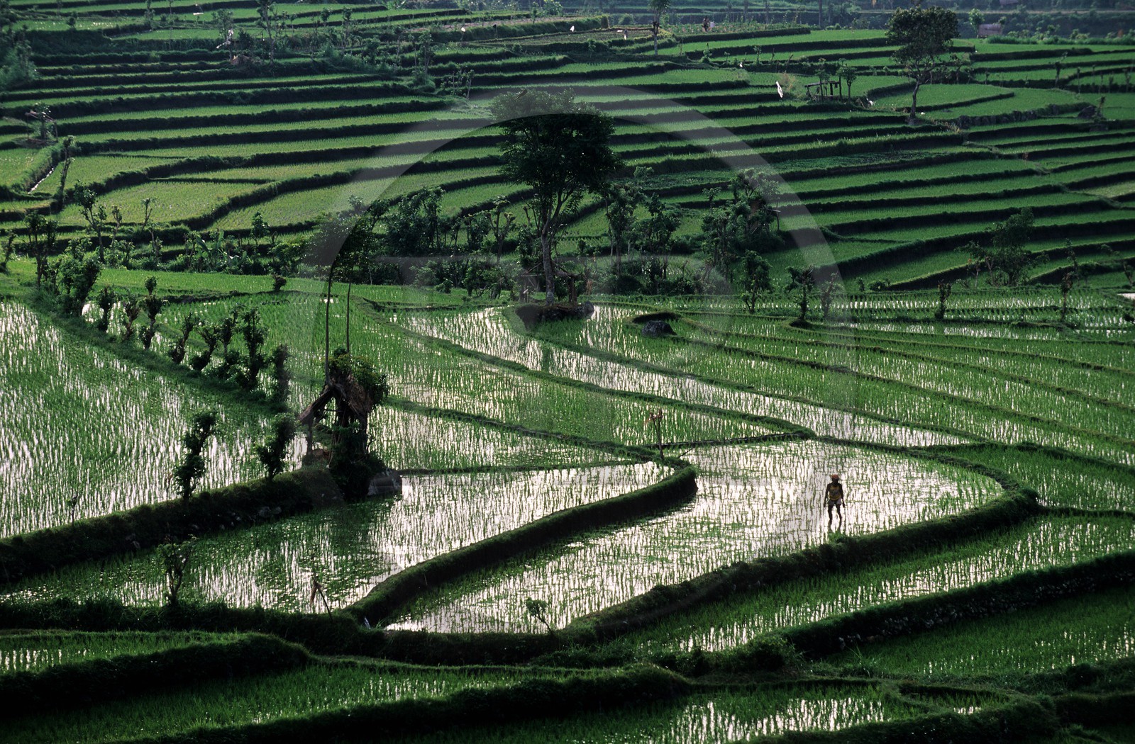 Indonésie, île de Bali, rizières en terrasses dans la région de Tirtagangga