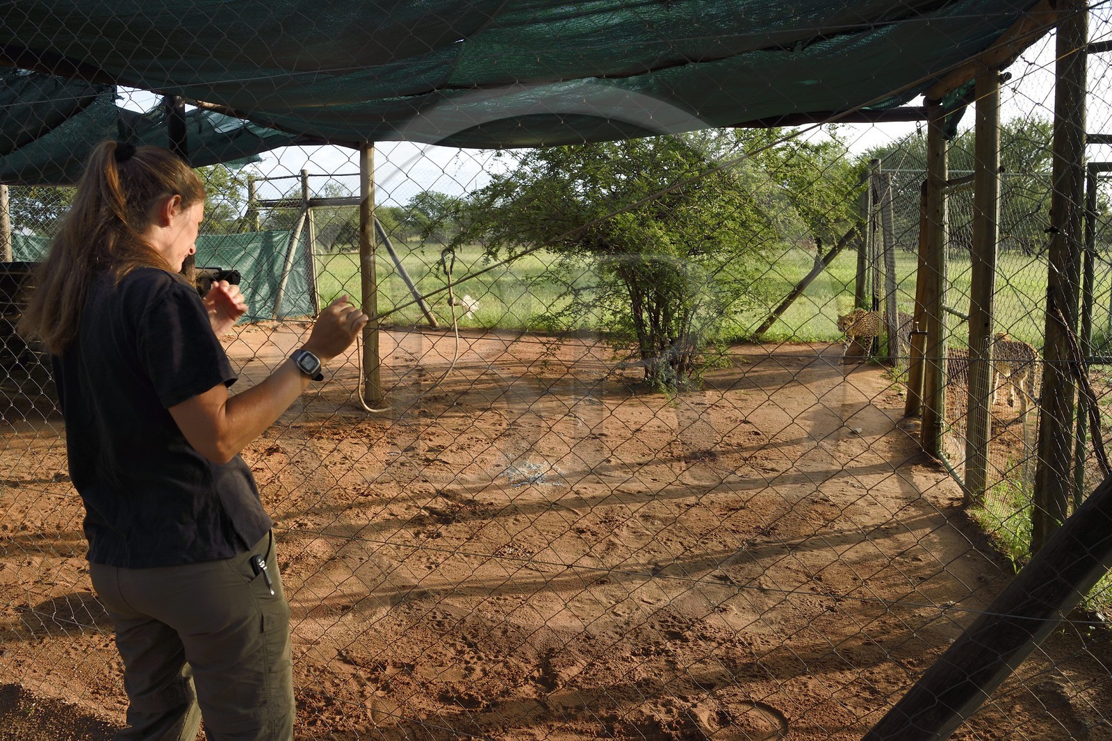 Namibia, Otjiwarongo, Cheetah Conservation Fund, research and education centre, cheetahs (Acinonyx jubatus) entering the pen where they will be fed