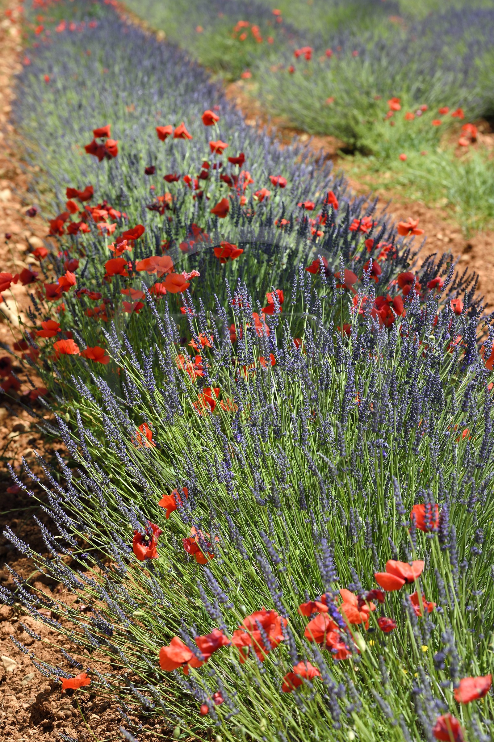 France, Alpes-de-Haute-Provence (04), parc naturel régional du Verdon, plateau de Valensole, coquelicots dans un champ de lavandin