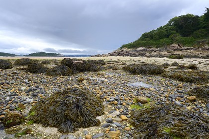 France, Côtes-d'Armor (22), Côte de Granit Rose, Trébeurden, passage vers l'île Milliau à marée basse