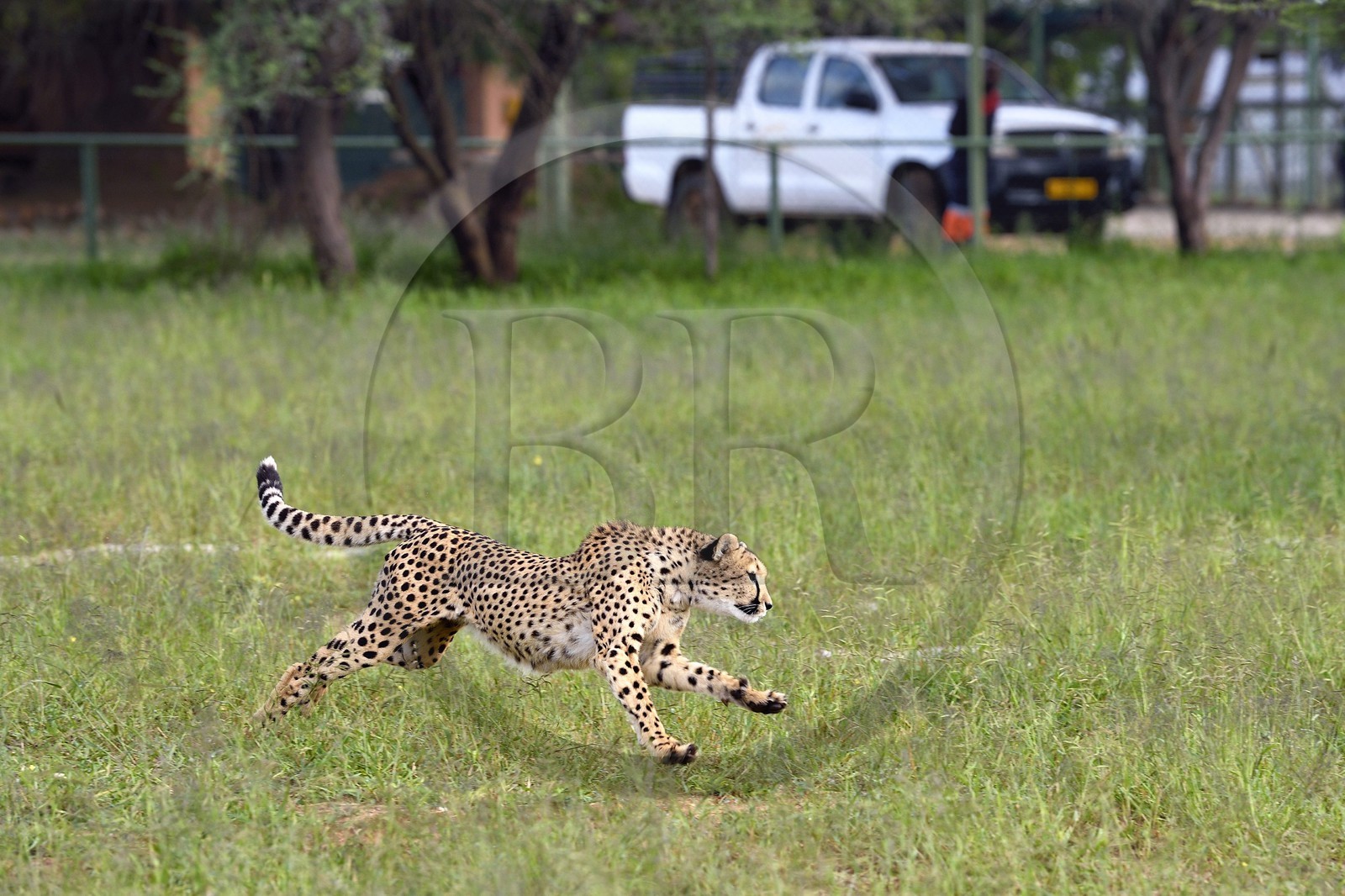Namibie, Otjiwarongo, Cheetah Conservation Fund, centre de recherche et d'éducation, guépard (Acinonyx jubatus) entrainé à courir pour rester en forme et sain