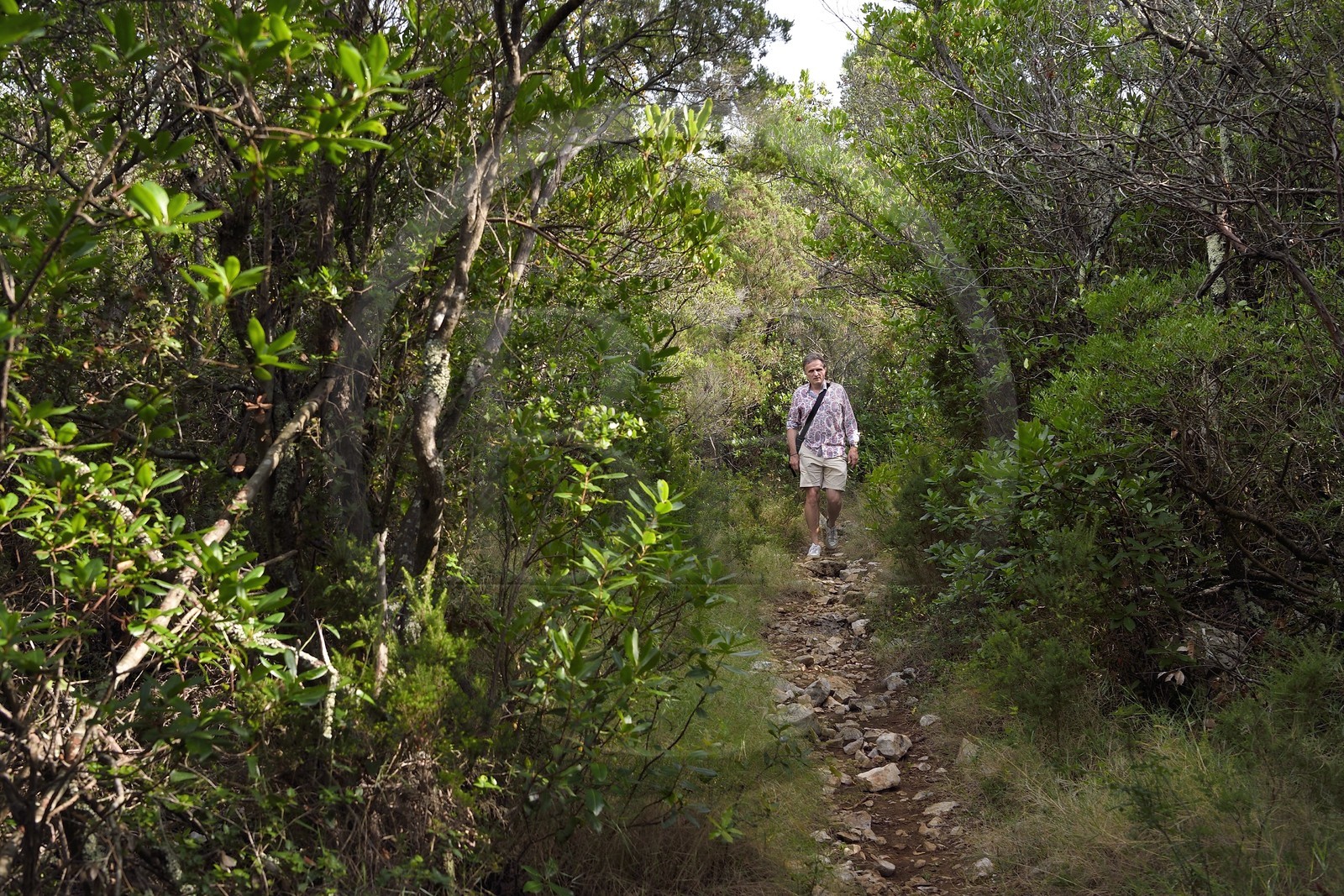 Croatie, Dalmatie, cote dalmate, Ile de Mljet, randonneur sur un sentier du Parc national de Mljet