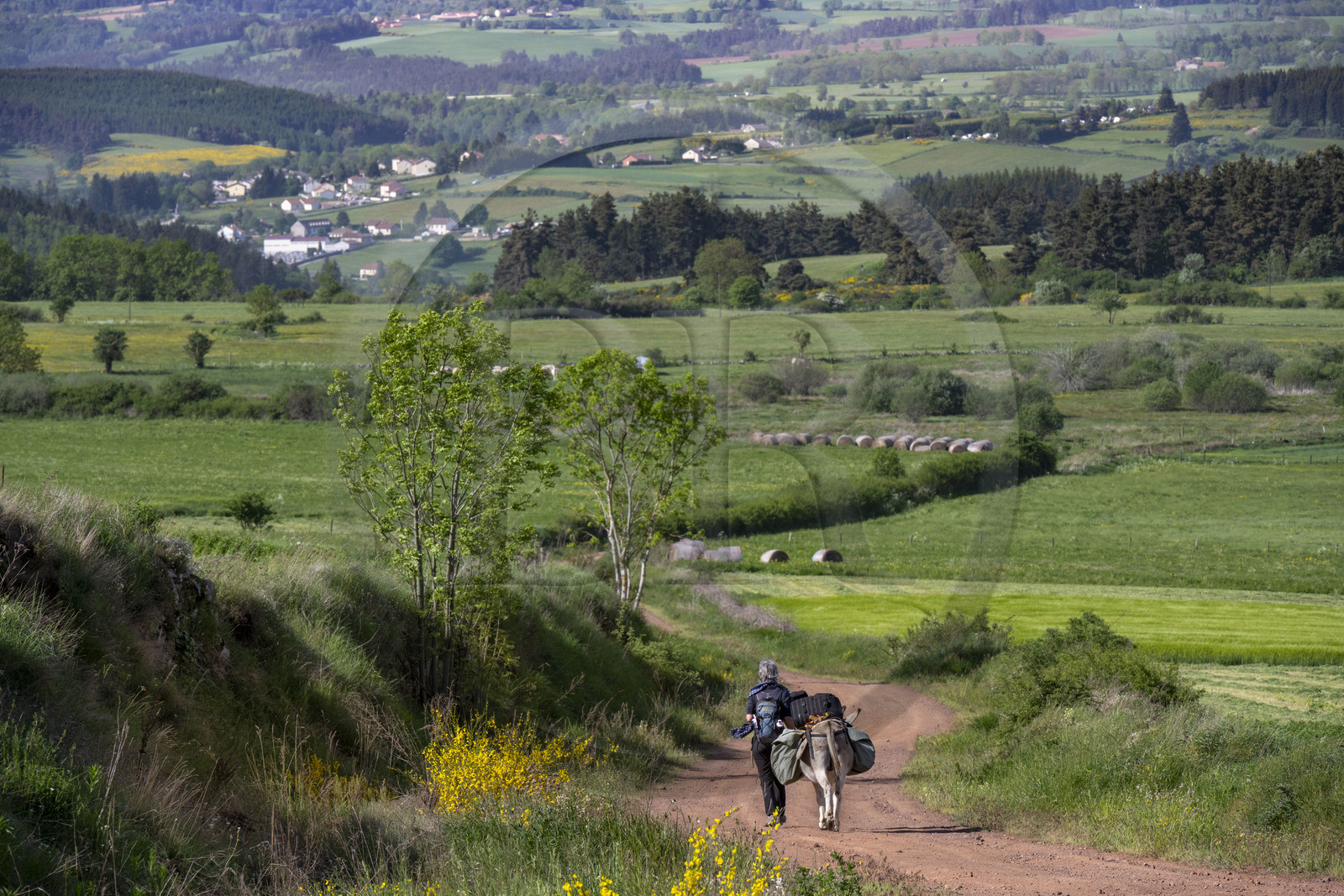 France, Haute-Loire (43), au sud de Pradelles, randonnée avec un âne sur le chemin de Stevenson (GR 70)