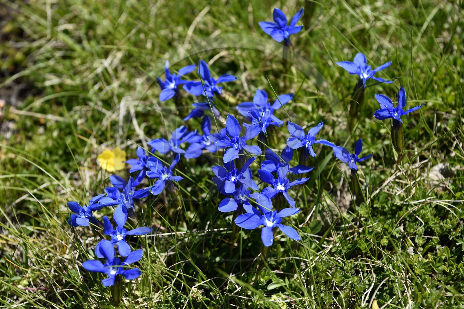 France, Alpes-de-Haute-Provence (04), Uvernet-Fours, parc national du Mercantour, vallée de l'Ubaye, sentier de randonnée du circuit des lacs du col de la Cayolle, Gentiane de printemps (Gentiana verna)