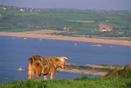 France, Manche, Cotentin, region of the Cap de la Hague, a cow