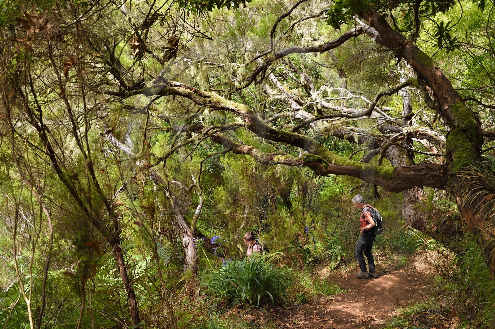 Portugal, Madeira Island, hike by the levada do Alecrim in the forest of Rabaçal, the Laurissilva forest classified UNESCO World Heritage, the only vestige of the primary forest that covered southern Europe millions of years ago, path under the tree heather