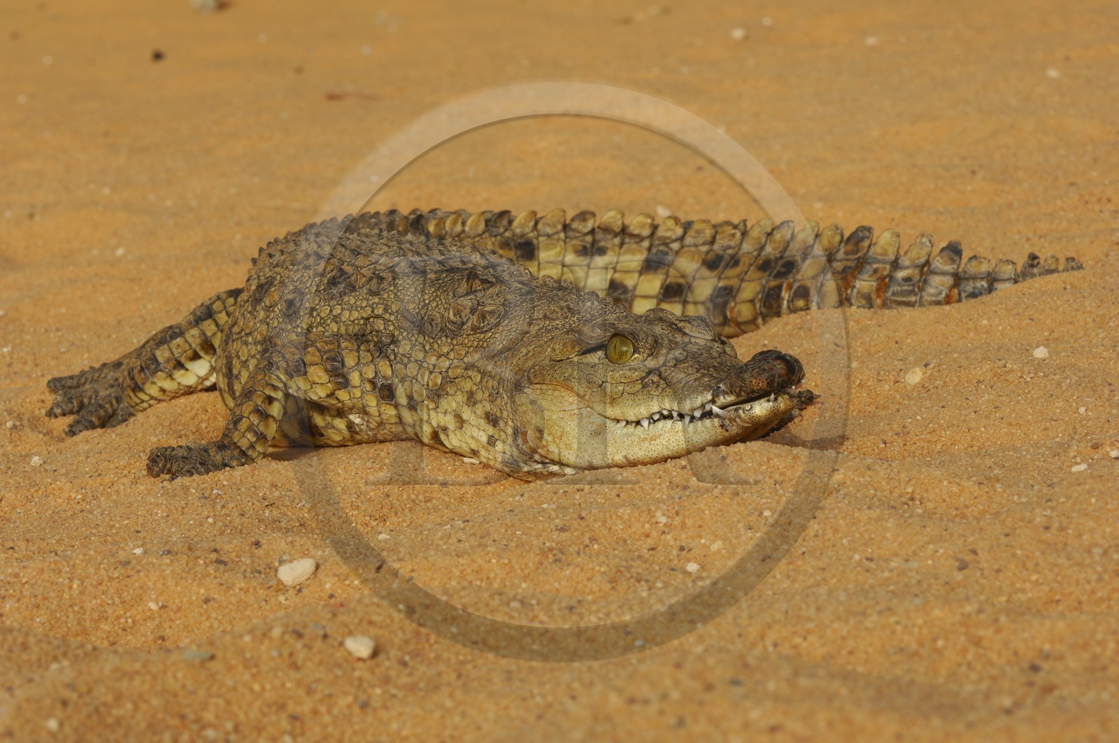 Egypte, Haute Egypte, Lac Nasser, site des temples d'Amada, bébé crocodile du Nil