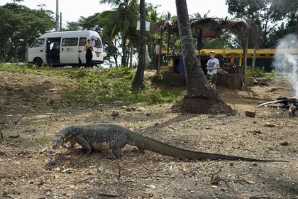 Sri Lanka, Province du Sud, Wiraketiya, varan malais (Varanus salvator)