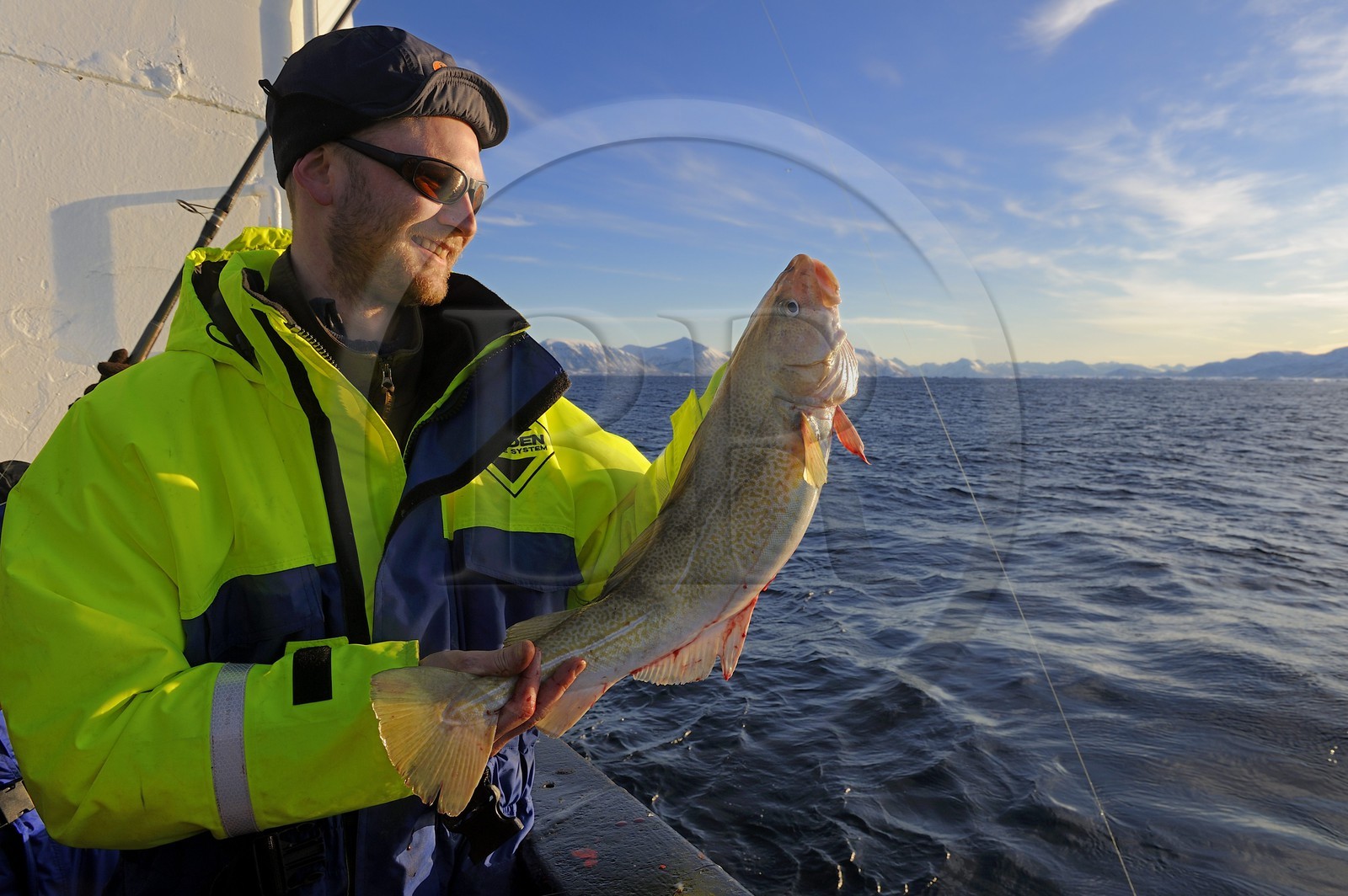 Norvège, Nordland, Iles des Westeralen, région de Myre, pêche d'un cabillaud skrei
