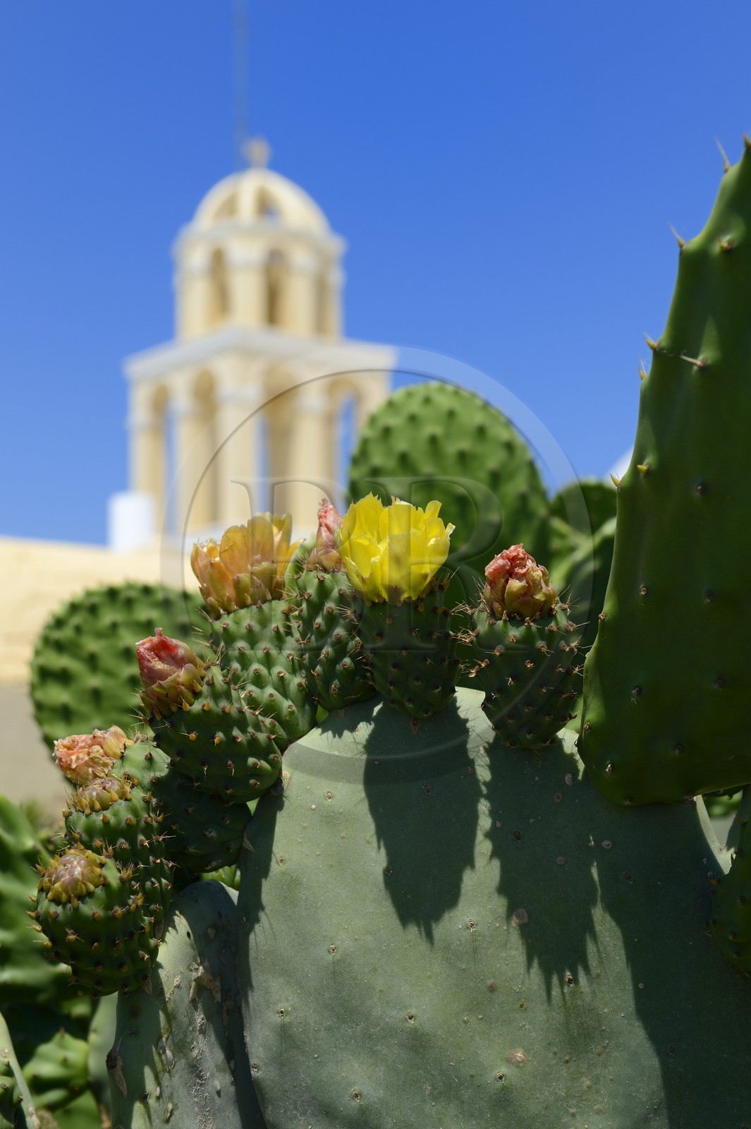 Greece, Cyclades, Aegean Sea, Santorini (Thira or Thera), village of Oia, prickly pear