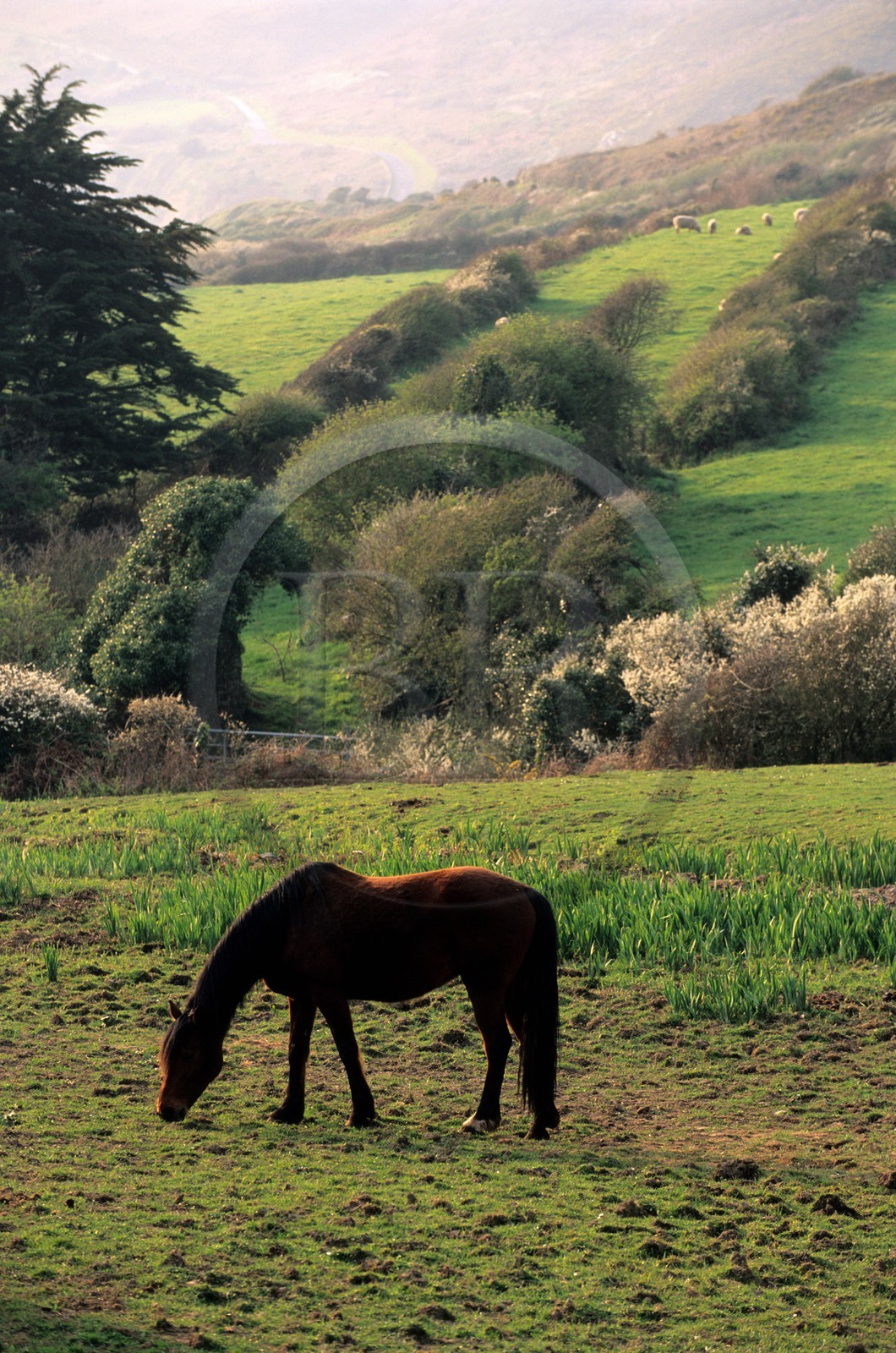 France, Manche, Cotentin, Cap de la Hague, horse in a field