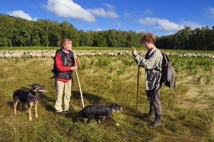 France, Puy-de-Dôme (63), Parc Naturel Régional des Volcans d'Auvergne, Chaine des Puys classée Patrimoine Mondial de l’UNESCO, les deux bergères Ostiane Vuillermoz et Charlotte Hevin gardant un troupeau de brebis Rava au pied du volcan Puy de Dôme