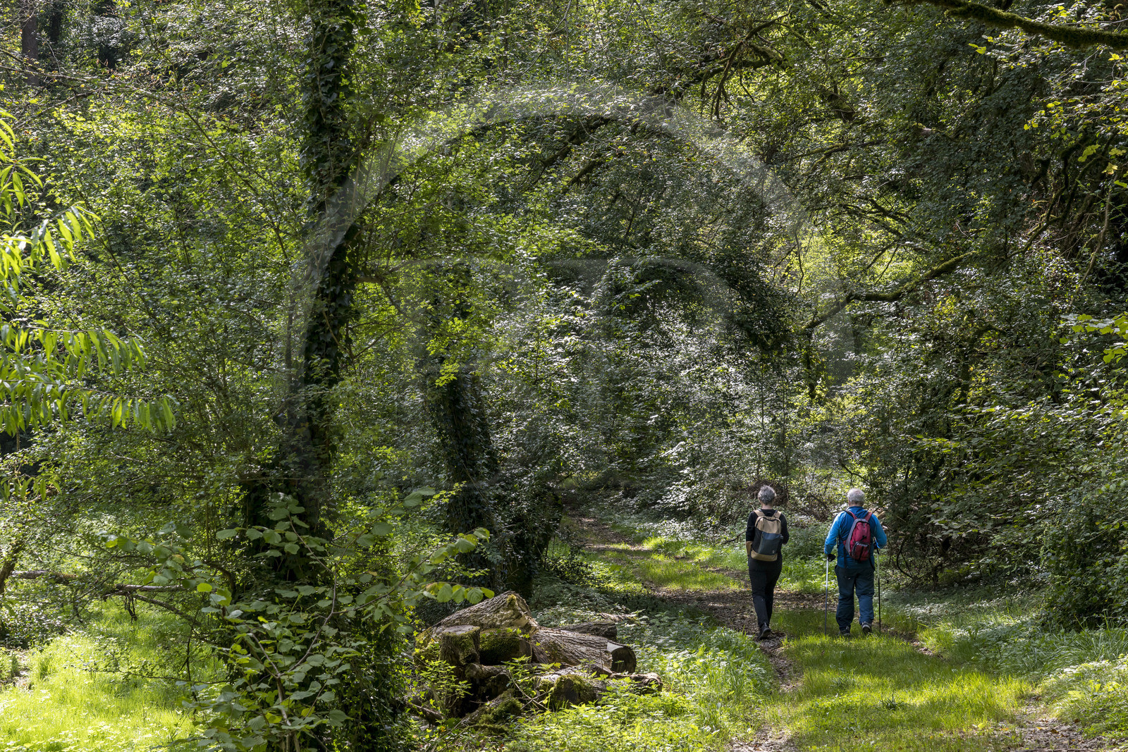 France, Côte-d'Or (21), Touillon, randonnée le long du ru (ruisseau) de Fontenay amenant à l'abbaye de Fontenay