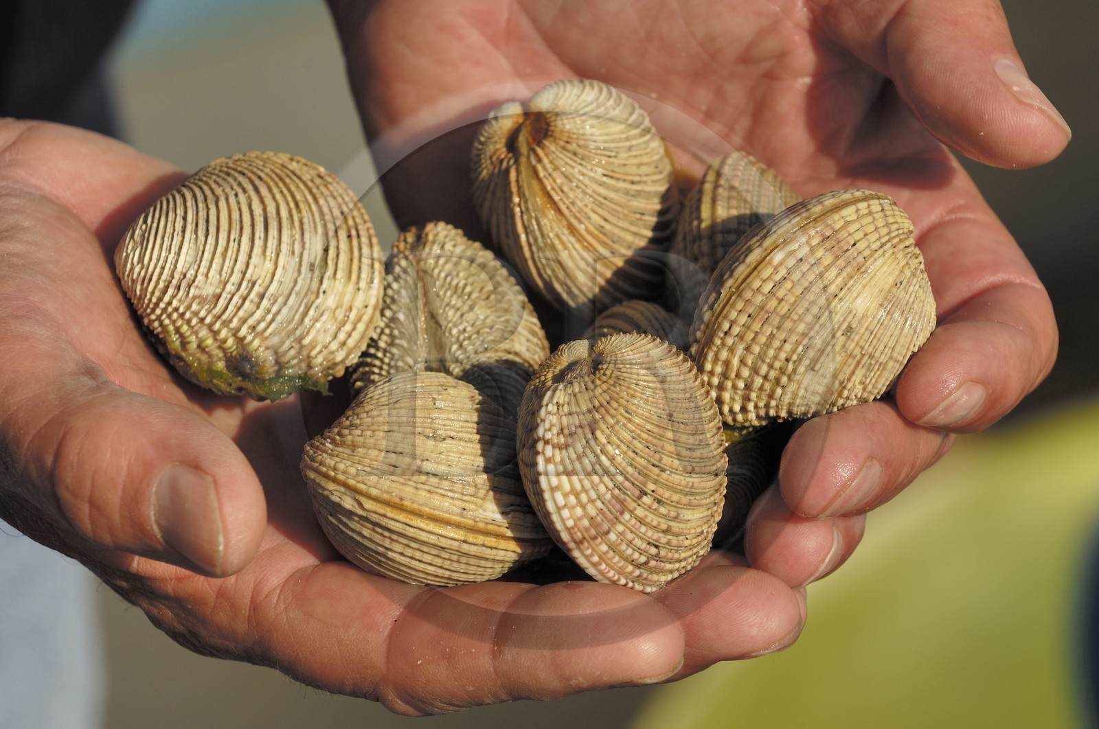 France, Manche, Iles Chausey, clams