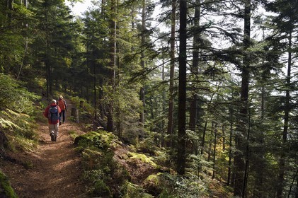 France, Bas-Rhin (67), Mont Saint-Odile, randonnée des chemins des Chateaux-forts d'Alsace vers le chateau du Landsberg