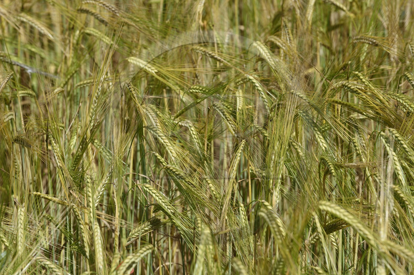 France, Alpes de Haute Provence, Parc Naturel Régional du Verdon, Valensole plateau, wheat field