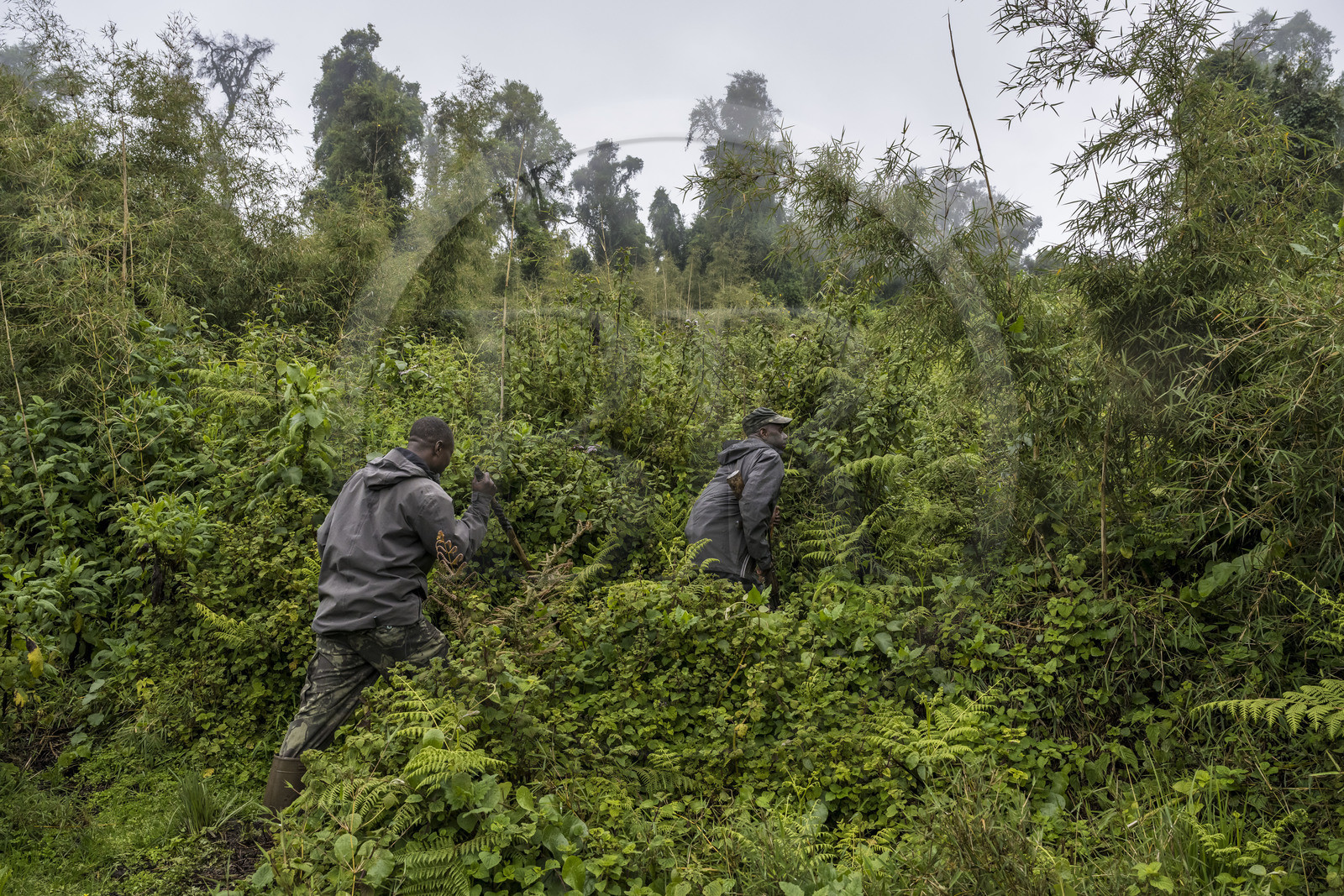 Rwanda, Province du Nord, Parc National des Volcans dans la chaine des Monts Virunga, mont Karisimbi, garde et pisteur du Parc accompagnant des touristes à la rencontre des gorilles des montagnes du groupe Susa
