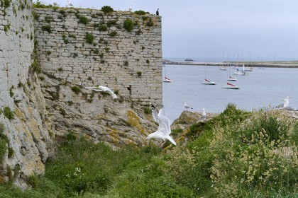 France, Finistère (29), La Foret Fouesnant, archipel des Glénan, Ile Saint-Nicolas, Fort Cigogne sur l'Ile Cigogne