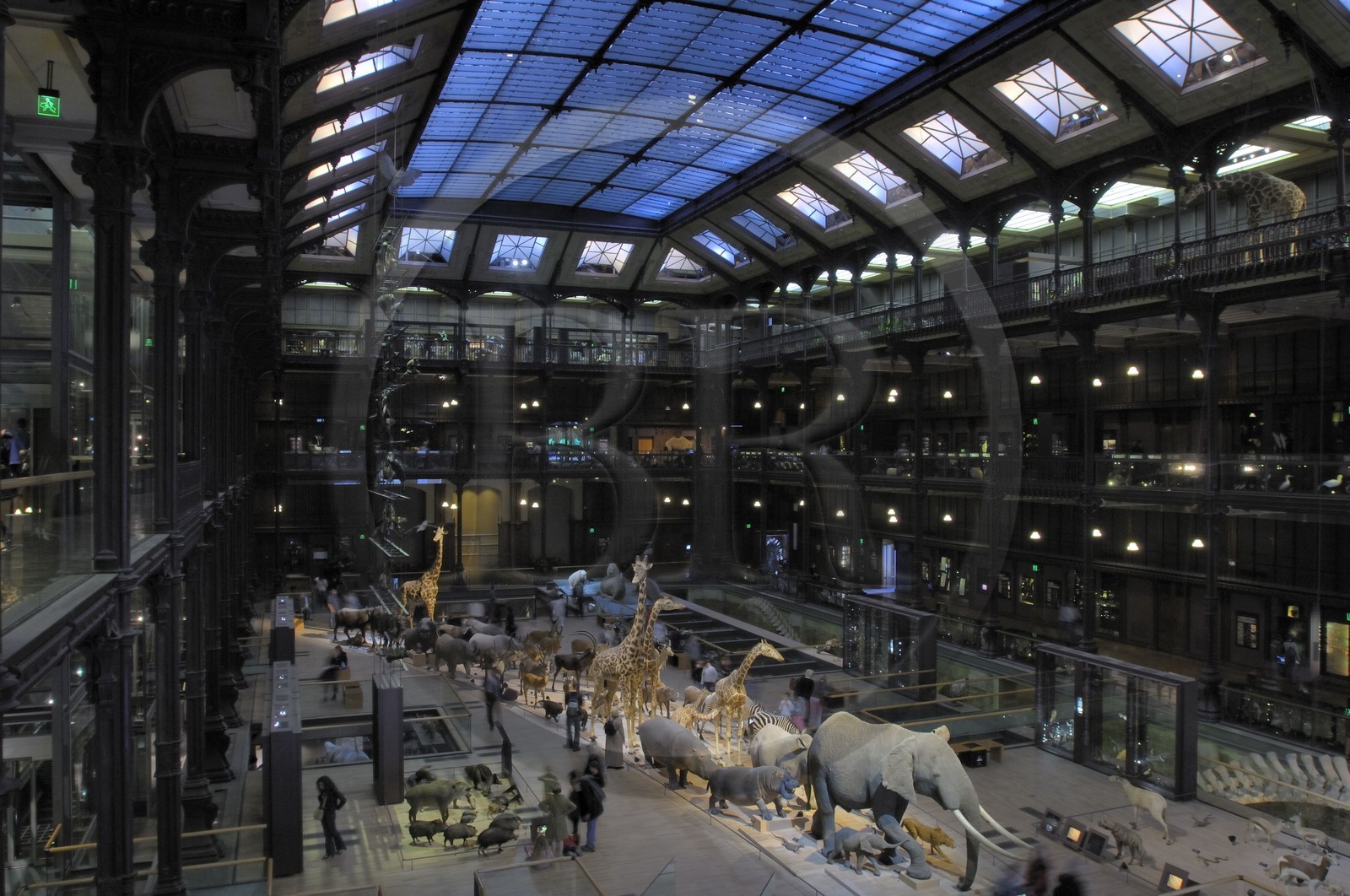 France, Paris (75), Museum d'Histoire Naturelle, Grand Galerie de l'Evolution