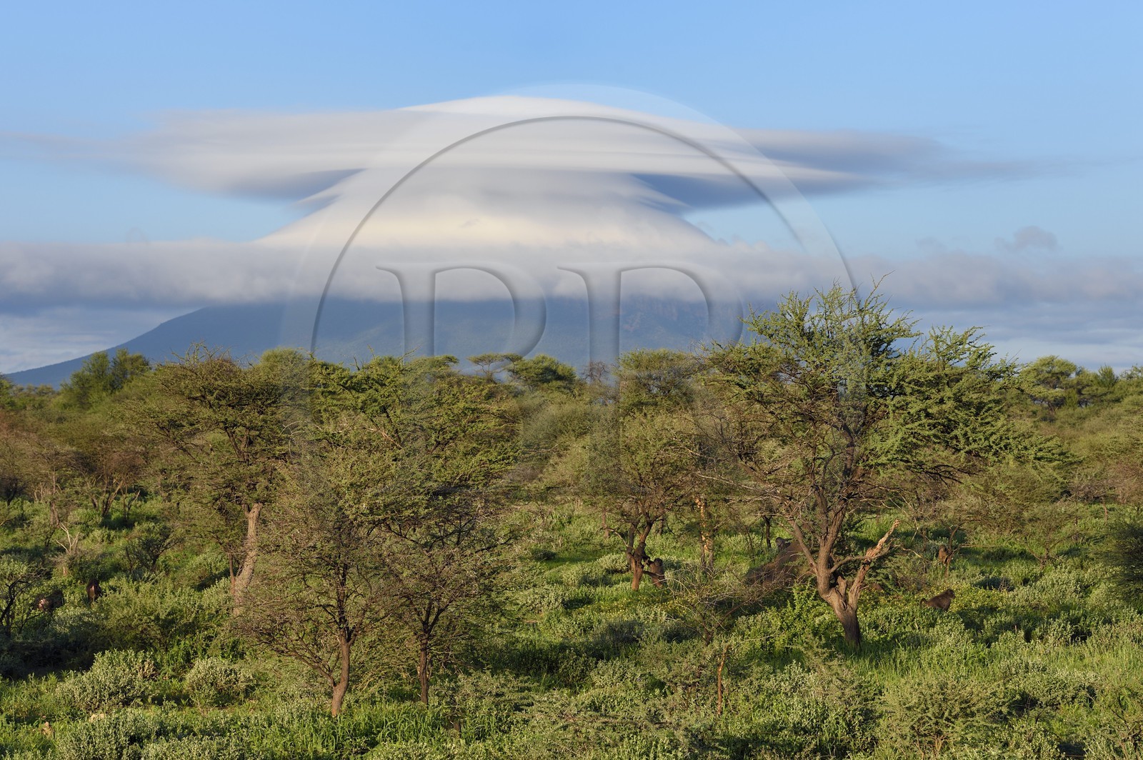 Namibie, région de Otjozondjupa, Otjiwarongo, nuage lenticulaire (altocumulus lenticularis) multiple qui coiffe une des montagnes jumelles d'Omataco près de Otjiwarongo et groupe de babouins chacma (Papio ursinus) au premier plan
