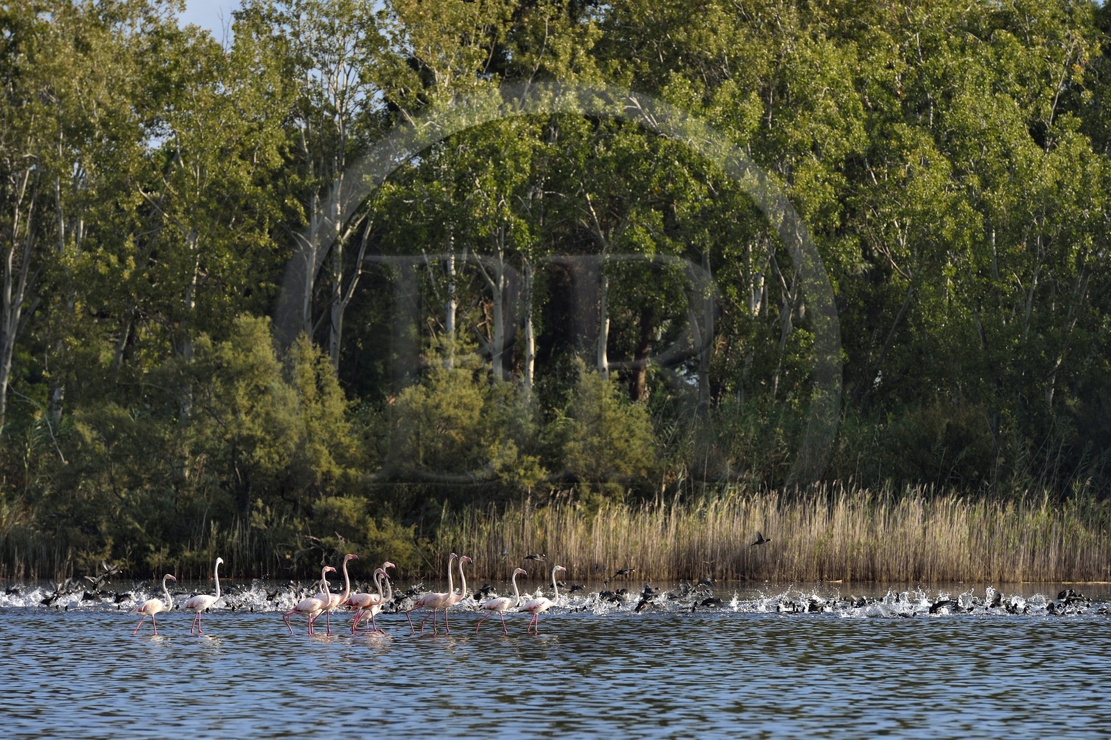 France, Haute-Corse (2B), l'étang de Biguglia (stagnu di Chjurlinu), réserve naturelle de Corse (RNC), Flamants roses (Phoenicopterus roseus) et foulques macroules (Fulica atra)
