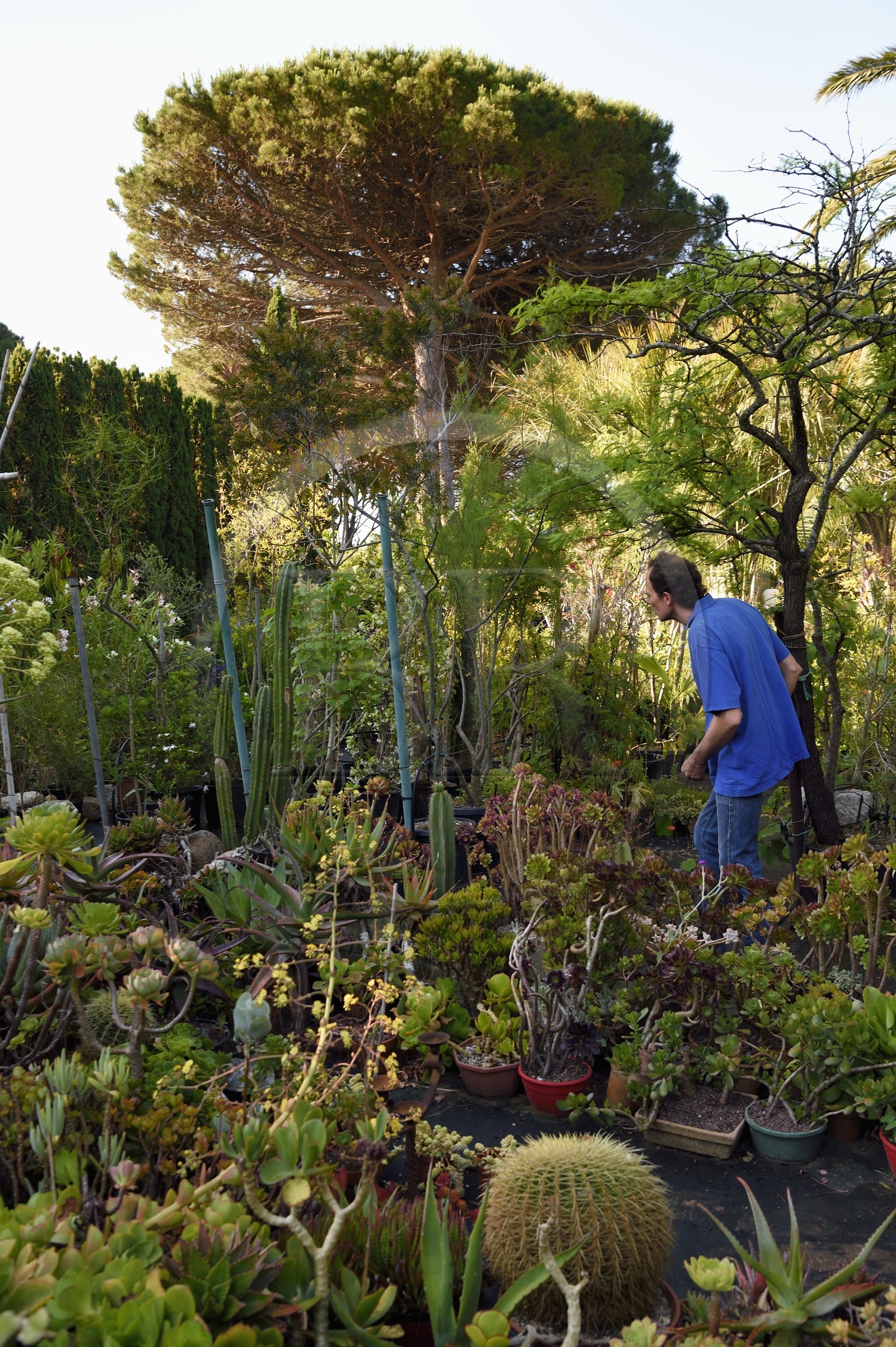 France, Var (83), Iles d'Hyères, parc national de Port Cros, Ile de Porquerolles, le jardinier Antoine Durand dans son jardin sec