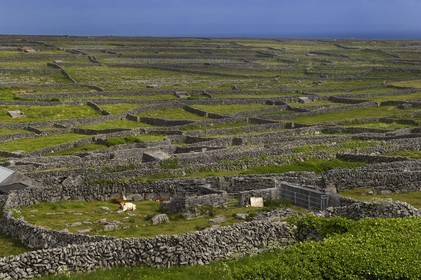 Irlande, Comté de Galway, Aran Islands, Inishmaan, murets typiques en pierres sèches délimitant chaque parcelle de terre