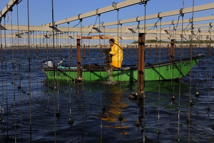 France, Hérault (34), Bouzigues, étang de Thau, l'élevage en suspension sur des cordes dans le parc à huîtres