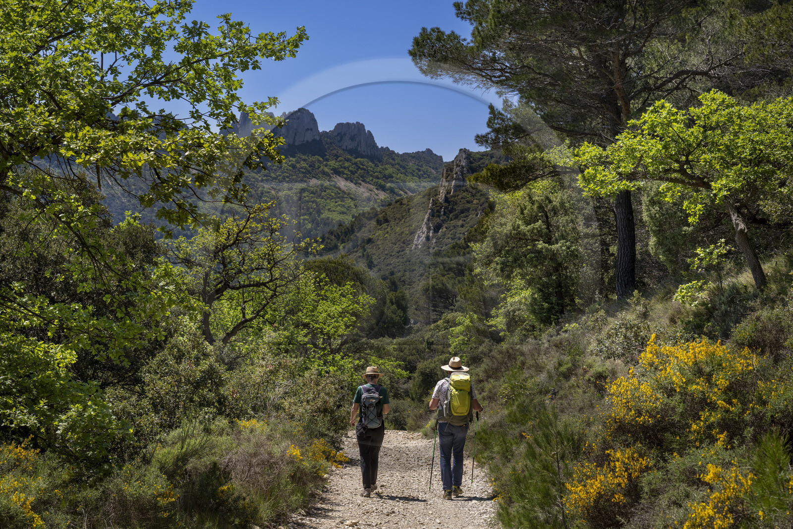 France, Vaucluse (84), Dentelles de Montmirail, Gigondas, randonneurs sur un sentier longeant les Dentelles Sarrasines au coeur du massif