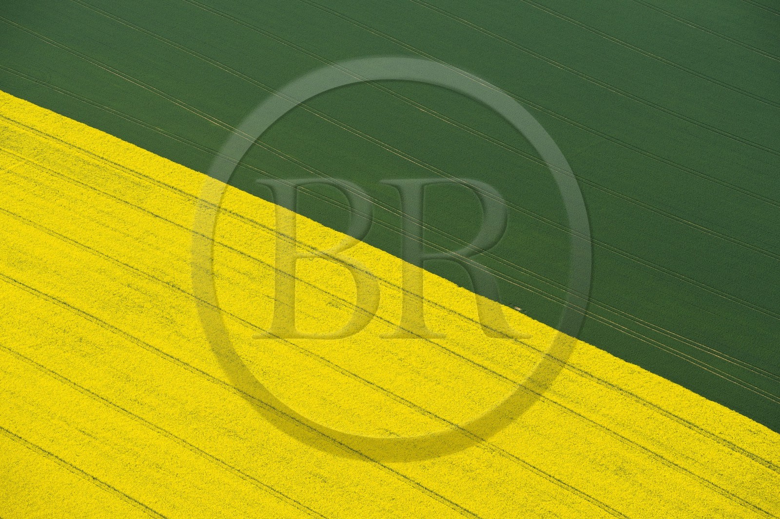 France, Eure (27), champ de colza en fleurs (vue aérienne)