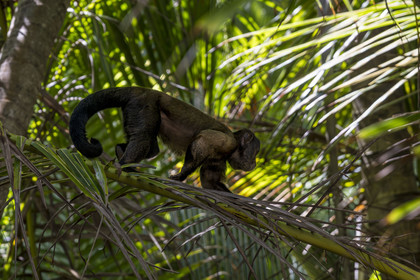 France, Guyane, Kourou, Iles du Salut, Ile Royale, singe Capucin brun (Sapajus apella) ou Sapajou apelle ou Capucin à houppe noire