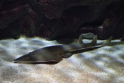 France, Charente-Maritime, La Rochelle, Aquarium La Rochelle, Compulsory Mention, oceanic zone, giant guitarfish (Rhynchobatus djiddensis)
