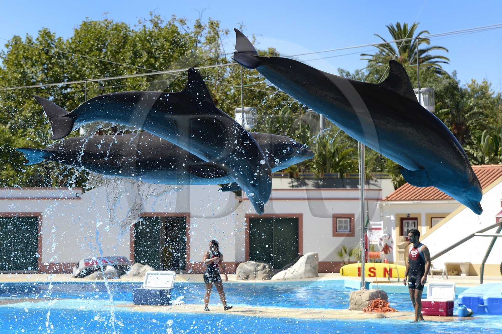 Portugal, Lisbonne, Jardin zoologique, le delphinarium, dauphins faisant le spectacle