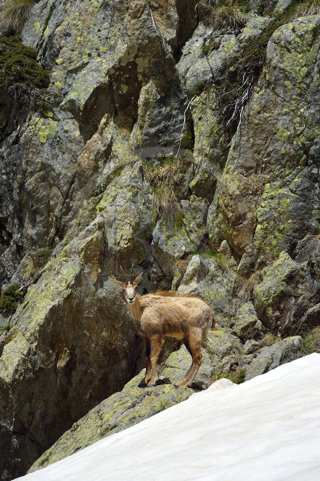 France, Alpes-Maritimes, national park of Mercantour, chamois (Rupicapra rupicapra) in the Madone de Fenestre valley
