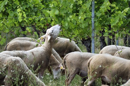France, Bas-Rhin (67), Route des vins d'Alsace, Traenheim, Domaine viticole MULLER Charles & Fils, les moutons folivores entre les vignes permettent un entretien bio