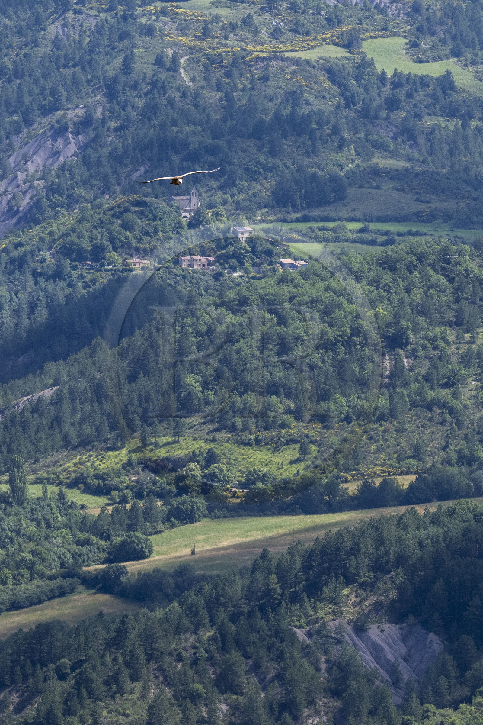 France, Drôme (26), parc naturel régional des Baronnies provençales, Rémuzat, plateau Saint-Laurent, vol d'un vautour fauve (Gyps fulvus) au dessus de la vallée de l'Oule