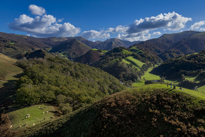 France, Pyrenees Atlantiques, Basque Country, Aldudes valley, cows at the top of Elizamendi hill above Urepel, Kintoa (Quint country) south of the valley straddling the Spanish border in the background (aerial view)