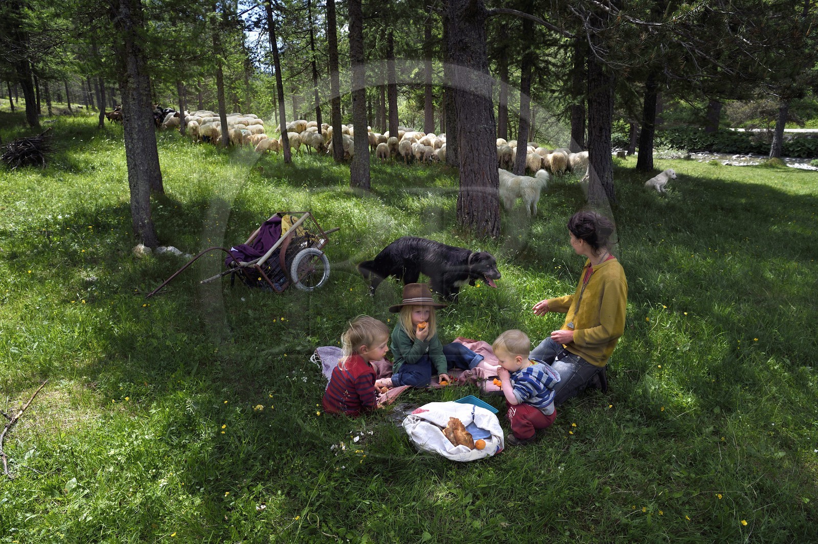 France, Alpes-Maritimes, Roya Valley (Nice hinterland), at the foot of the Mercantour National Park, Tende, Casterine valley towards Casterino, the young breeder of Brigasca sheep Céline Giordano with her three children and her flock